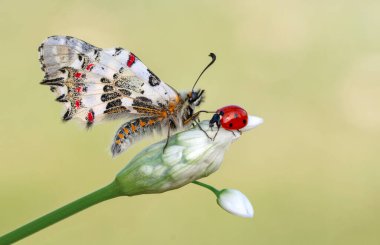 Makro çekimler, güzel doğa sahneleri. Yaklaş, güzel kelebek yaz bahçesindeki çiçekte oturuyor..
