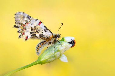 Makro çekimler, güzel doğa sahneleri. Yaklaş, güzel kelebek yaz bahçesindeki çiçekte oturuyor..