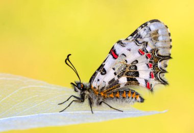 Makro çekimler, güzel doğa sahneleri. Yaklaş, güzel kelebek yaz bahçesindeki çiçekte oturuyor..