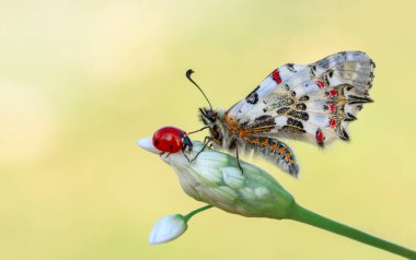 Makro çekimler, güzel doğa sahneleri. Yaklaş, güzel kelebek yaz bahçesindeki çiçekte oturuyor..