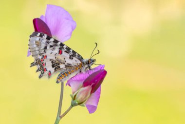 Makro çekimler, güzel doğa sahneleri. Yaklaş, güzel kelebek yaz bahçesindeki çiçekte oturuyor..
