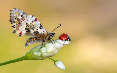 Makro çekimler, güzel doğa sahneleri. Yaklaş, güzel kelebek yaz bahçesindeki çiçekte oturuyor..