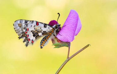 Makro çekimler, güzel doğa sahneleri. Yaklaş, güzel kelebek yaz bahçesindeki çiçekte oturuyor..
