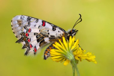 Makro çekimler, güzel doğa sahneleri. Yaklaş, güzel kelebek yaz bahçesindeki çiçekte oturuyor..