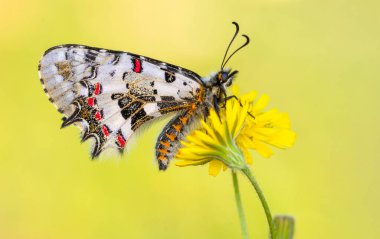Makro çekimler, güzel doğa sahneleri. Yaklaş, güzel kelebek yaz bahçesindeki çiçekte oturuyor..