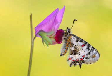 Makro çekimler, güzel doğa sahneleri. Yaklaş, güzel kelebek yaz bahçesindeki çiçekte oturuyor..
