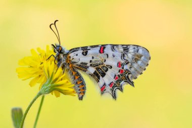 Makro çekimler, güzel doğa sahneleri. Yaklaş, güzel kelebek yaz bahçesindeki çiçekte oturuyor..