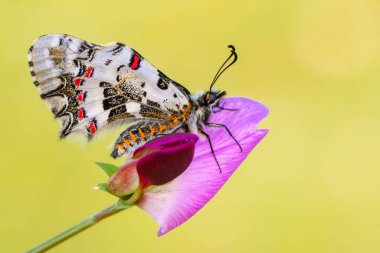 Makro çekimler, güzel doğa sahneleri. Yaklaş, güzel kelebek yaz bahçesindeki çiçekte oturuyor..