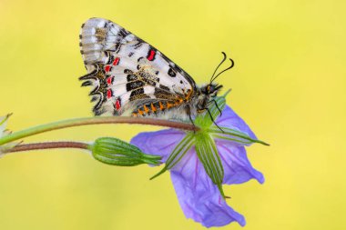 Makro çekimler, güzel doğa sahneleri. Yaklaş, güzel kelebek yaz bahçesindeki çiçekte oturuyor..