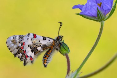 Makro çekimler, güzel doğa sahneleri. Yaklaş, güzel kelebek yaz bahçesindeki çiçekte oturuyor..