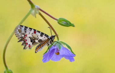 Makro çekimler, güzel doğa sahneleri. Yaklaş, güzel kelebek yaz bahçesindeki çiçekte oturuyor..