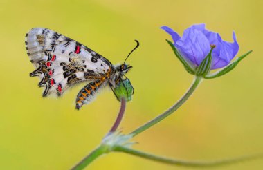 Makro çekimler, güzel doğa sahneleri. Yaklaş, güzel kelebek yaz bahçesindeki çiçekte oturuyor..