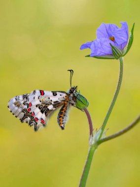 Makro çekimler, güzel doğa sahneleri. Yaklaş, güzel kelebek yaz bahçesindeki çiçekte oturuyor..