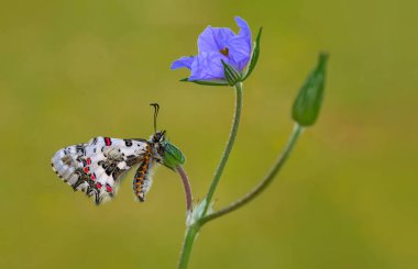 Makro çekimler, güzel doğa sahneleri. Yaklaş, güzel kelebek yaz bahçesindeki çiçekte oturuyor..