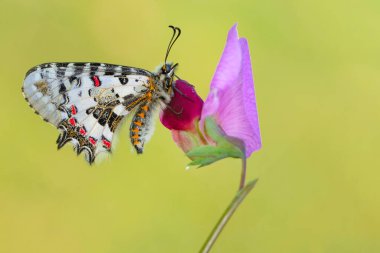 Makro çekimler, güzel doğa sahneleri. Yaklaş, güzel kelebek yaz bahçesindeki çiçekte oturuyor..