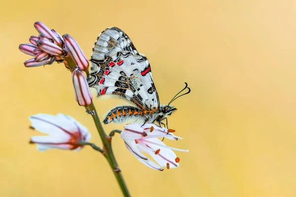 Strzały Makro Piękna Scena Natury Zbliżenie Piękny Motyl Siedzi Kwiat — Zdjęcie stockowe