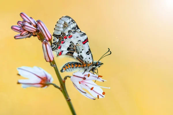 Strzały Makro Piękna Scena Natury Zbliżenie Piękny Motyl Siedzi Kwiat — Zdjęcie stockowe