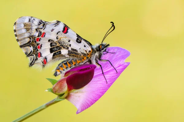 Makro çekimler, güzel doğa sahneleri. Yaklaş, güzel kelebek yaz bahçesindeki çiçekte oturuyor..