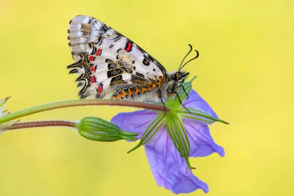 Makro çekimler, güzel doğa sahneleri. Yaklaş, güzel kelebek yaz bahçesindeki çiçekte oturuyor..