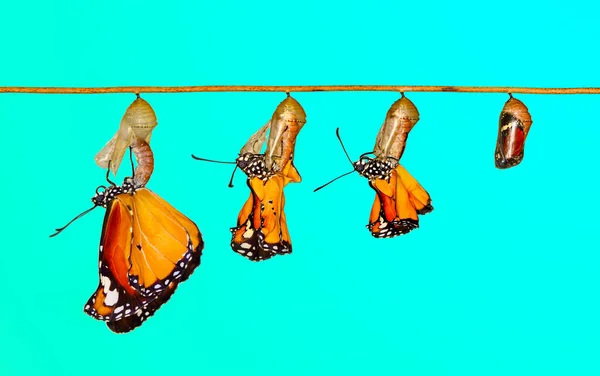 Úžasný Okamžik Monarch Butterfly Pupae Kokony Jsou Zavěšeny Koncepční Transformace — Stock fotografie