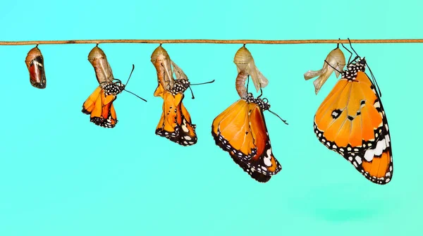 Verbazingwekkend Moment Monarch Butterfly Poppen Cocons Zijn Geschorst Concept Transformatie — Stockfoto