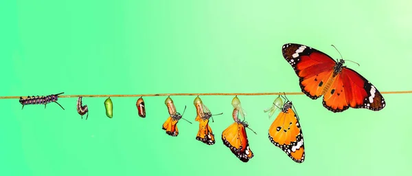 神奇的时刻 帝王蝴蝶 蛹和茧被吊死 蝴蝶的概念转变 — 图库照片