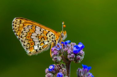 Makro çekimler, güzel doğa sahneleri. Yaklaş, güzel kelebek yaz bahçesindeki çiçekte oturuyor..