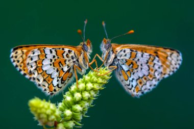 Makro çekimler, güzel doğa sahneleri. Yaklaş, güzel kelebek yaz bahçesindeki çiçekte oturuyor..