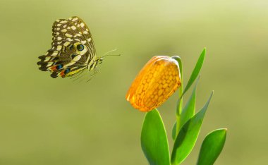 Makro çekimler, güzel doğa sahneleri. Yaklaş, güzel kelebek yaz bahçesindeki çiçekte oturuyor..