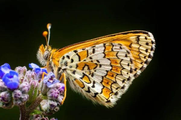 Macro Shots Beautiful Nature Scene Closeup Beautiful Butterfly Sitting Flower — Stock Photo, Image