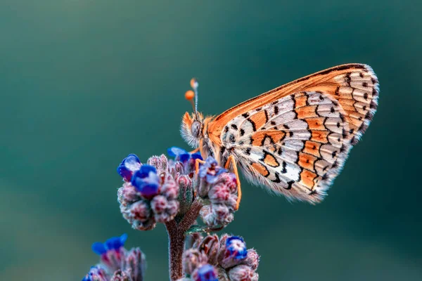 Makroaufnahmen Schöne Naturszene Nahaufnahme Schöner Schmetterling Sitzt Auf Der Blume — Stockfoto