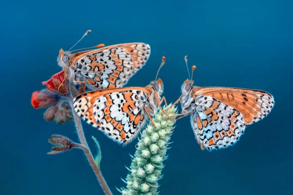 Macro Shots Bela Cena Natureza Closeup Bela Borboleta Sentado Flor — Fotografia de Stock