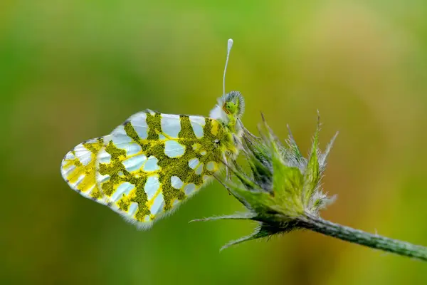 Macro Shots Bela Cena Natureza Closeup Bela Borboleta Sentado Flor — Fotografia de Stock