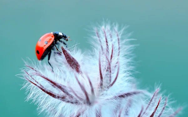 Karahindiba Üzerindeki Güzel Uğur Böceği Çözülmüş Arkaplan — Stok fotoğraf