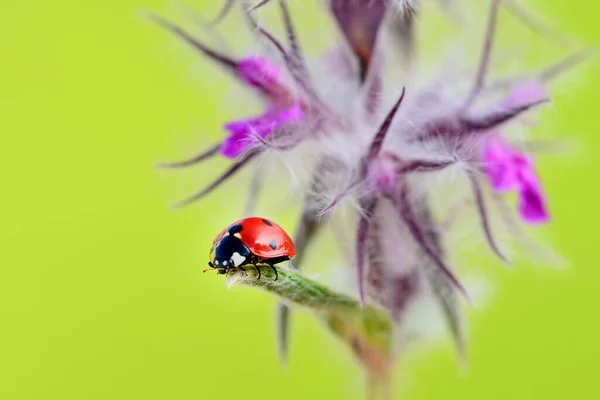 민들레의 아름다운 무당벌레 가사용 — 스톡 사진