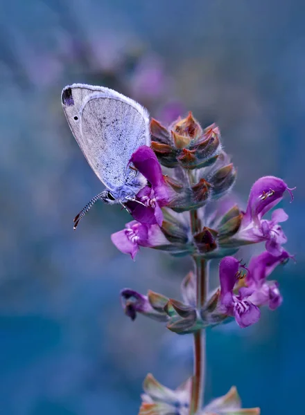 Macro Shots Beautiful Nature Scene Closeup Beautiful Butterfly Sitting Flower — Stock Photo, Image