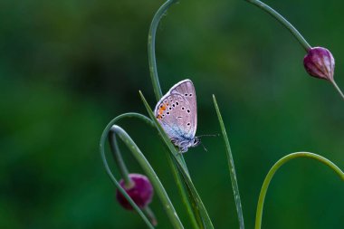 Makro çekimler, güzel doğa sahneleri. Yaklaş, güzel kelebek yaz bahçesindeki çiçekte oturuyor..