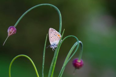 Makro çekimler, güzel doğa sahneleri. Yaklaş, güzel kelebek yaz bahçesindeki çiçekte oturuyor..