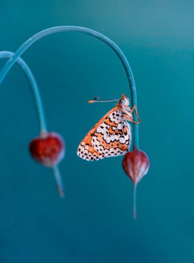 Makro çekimler, güzel doğa sahneleri. Yaklaş, güzel kelebek yaz bahçesindeki çiçekte oturuyor..