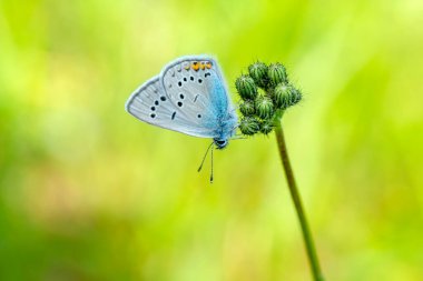 Makro çekimler, güzel doğa sahneleri. Yaklaş, güzel kelebek yaz bahçesindeki çiçekte oturuyor..