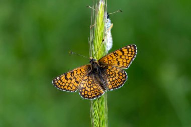 Makro çekimler, güzel doğa sahneleri. Yaklaş, güzel kelebek yaz bahçesindeki çiçekte oturuyor..