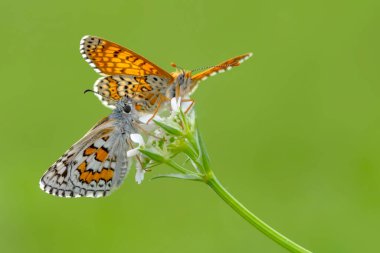 Makro çekimler, güzel doğa sahneleri. Yaklaş, güzel kelebek yaz bahçesindeki çiçekte oturuyor..