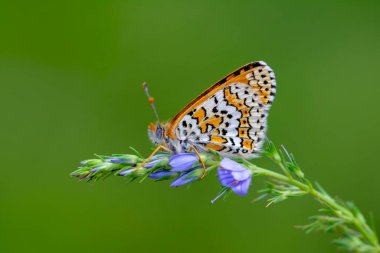 Makro çekimler, güzel doğa sahneleri. Yaklaş, güzel kelebek yaz bahçesindeki çiçekte oturuyor..