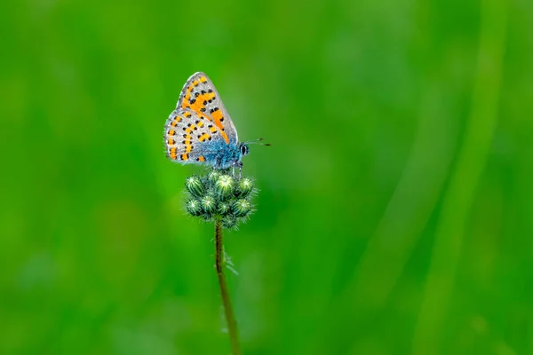 Macro Shots Prachtige Natuur Scene Close Mooie Vlinder Zittend Bloem — Stockfoto