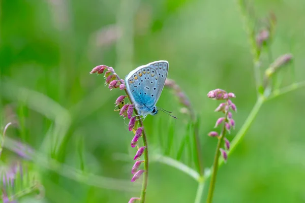 Macro Shots Beautiful Nature Scene Closeup Beautiful Butterfly Sitting Flower — Stock Photo, Image