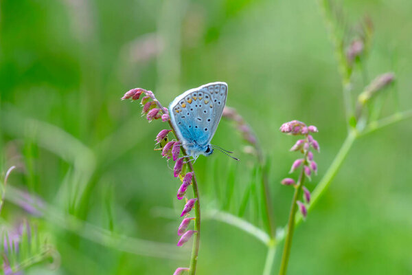 Macro shots, Beautiful nature scene. Closeup beautiful butterfly sitting on the flower in a summer garden.