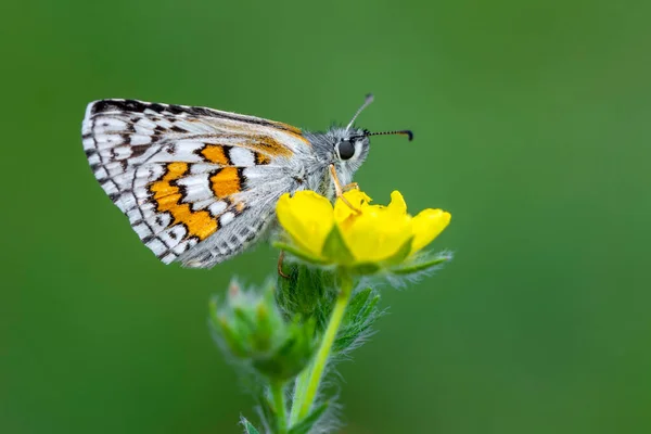 Macro Photographie Papillon Nuit Sur Brindille Plante — Photo