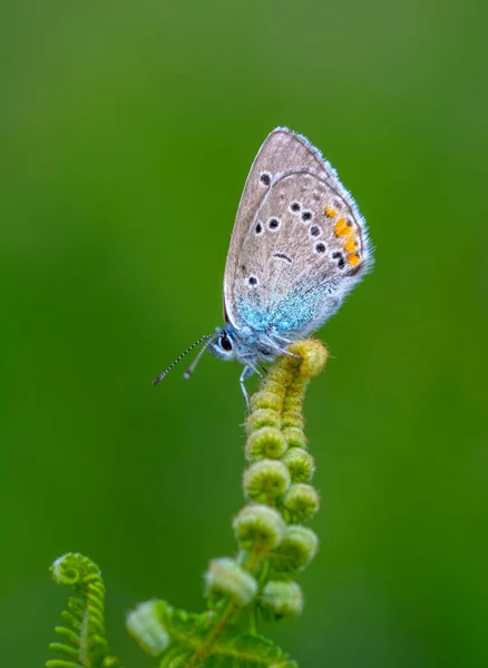 Strzały Makro Piękna Scena Natury Zbliżenie Piękny Motyl Siedzi Kwiat — Zdjęcie stockowe