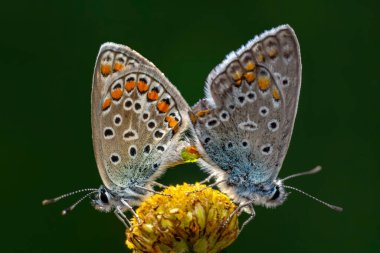 İki kelebek çiftleşiyor. Güzel kelebek