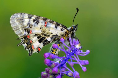 Makro çekimler, güzel doğa sahneleri. Yaklaş, güzel kelebek yaz bahçesindeki çiçekte oturuyor..